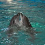 دلفين تعرف على حياة وأنواع الدلفين صور ميكس 39
