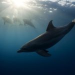 دلفين تعرف على حياة وأنواع الدلفين صور ميكس 40