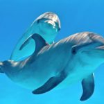 دلفين تعرف على حياة وأنواع الدلفين صور ميكس 41