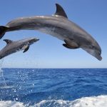 دلفين تعرف على حياة وأنواع الدلفين صور ميكس 43