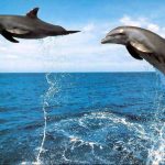 دلفين تعرف على حياة وأنواع الدلفين صور ميكس 44