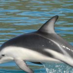 دلفين تعرف على حياة وأنواع الدلفين صور ميكس 46