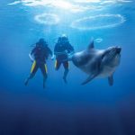 دلفين تعرف على حياة وأنواع الدلفين صور ميكس 47
