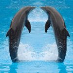 دلفين تعرف على حياة وأنواع الدلفين صور ميكس 8