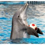 دلفين تعرف على حياة وأنواع الدلفين صور ميكس 9