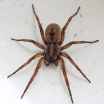 عنكبوت تعرف على أنواع العنكبوت وحياتة صور ميكس 1