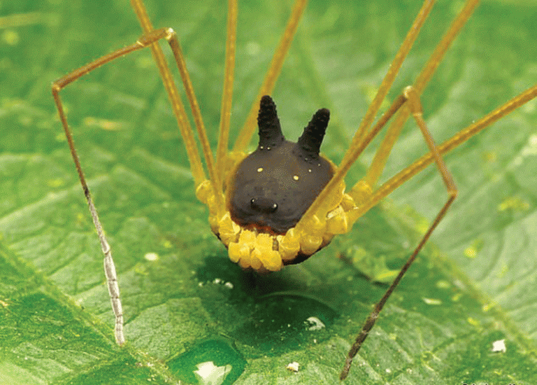 عنكبوت تعرف على أنواع العنكبوت وحياتة صور ميكس 1