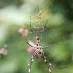 عنكبوت تعرف على أنواع العنكبوت وحياتة صور ميكس 10