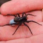عنكبوت تعرف على أنواع العنكبوت وحياتة صور ميكس 12