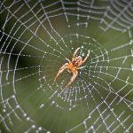 عنكبوت تعرف على أنواع العنكبوت وحياتة صور ميكس 13