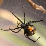 عنكبوت تعرف على أنواع العنكبوت وحياتة صور ميكس 14