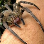 عنكبوت تعرف على أنواع العنكبوت وحياتة صور ميكس 16