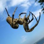 عنكبوت تعرف على أنواع العنكبوت وحياتة صور ميكس 17