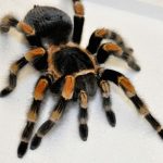 عنكبوت تعرف على أنواع العنكبوت وحياتة صور ميكس 2