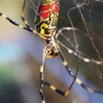 عنكبوت تعرف على أنواع العنكبوت وحياتة صور ميكس 21