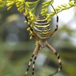 عنكبوت تعرف على أنواع العنكبوت وحياتة صور ميكس 22