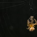 عنكبوت تعرف على أنواع العنكبوت وحياتة صور ميكس 23