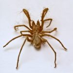 عنكبوت تعرف على أنواع العنكبوت وحياتة صور ميكس 24