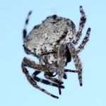 عنكبوت تعرف على أنواع العنكبوت وحياتة صور ميكس 25