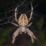 عنكبوت تعرف على أنواع العنكبوت وحياتة صور ميكس 27