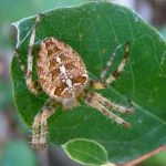 عنكبوت تعرف على أنواع العنكبوت وحياتة صور ميكس 28