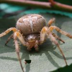 عنكبوت تعرف على أنواع العنكبوت وحياتة صور ميكس 29