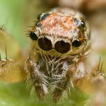 عنكبوت تعرف على أنواع العنكبوت وحياتة صور ميكس 31