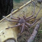 عنكبوت تعرف على أنواع العنكبوت وحياتة صور ميكس 32