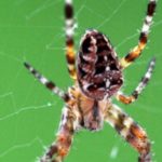 عنكبوت تعرف على أنواع العنكبوت وحياتة صور ميكس 34