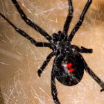 عنكبوت تعرف على أنواع العنكبوت وحياتة صور ميكس 36