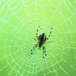 عنكبوت تعرف على أنواع العنكبوت وحياتة صور ميكس 39