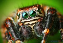 عنكبوت تعرف على أنواع العنكبوت وحياتة صور ميكس 4