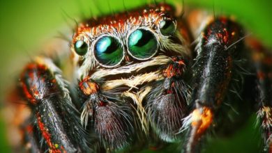 عنكبوت تعرف على أنواع العنكبوت وحياتة صور ميكس 4