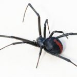 عنكبوت تعرف على أنواع العنكبوت وحياتة صور ميكس 41