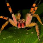عنكبوت تعرف على أنواع العنكبوت وحياتة صور ميكس 42