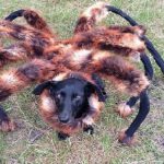 عنكبوت تعرف على أنواع العنكبوت وحياتة صور ميكس 43