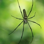 عنكبوت تعرف على أنواع العنكبوت وحياتة صور ميكس 5