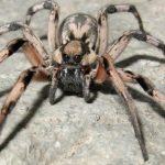 عنكبوت تعرف على أنواع العنكبوت وحياتة صور ميكس 6