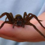 عنكبوت تعرف على أنواع العنكبوت وحياتة صور ميكس 7