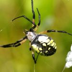 عنكبوت تعرف على أنواع العنكبوت وحياتة صور ميكس 9