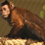 قرد تعرف على حياة القرود وأنوعها صور ميكس 26
