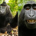 قرد تعرف على حياة القرود وأنوعها صور ميكس 4