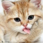 قطط 2019 أنواع القطط ومعلومات الفصائل صور ميكس 1