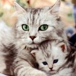 قطط 2019 أنواع القطط ومعلومات الفصائل صور ميكس 11