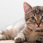قطط 2019 أنواع القطط ومعلومات الفصائل صور ميكس 13