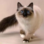 قطط 2019 أنواع القطط ومعلومات الفصائل صور ميكس 15