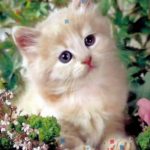 قطط 2019 أنواع القطط ومعلومات الفصائل صور ميكس 17