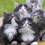قطط 2019 أنواع القطط ومعلومات الفصائل صور ميكس 19