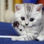 قطط 2019 أنواع القطط ومعلومات الفصائل صور ميكس 2