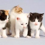 قطط 2019 أنواع القطط ومعلومات الفصائل صور ميكس 20